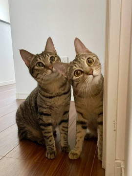 仲良し姉妹2匹一緒にお願いします❗️