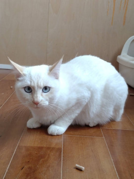 アイスブルーの瞳の子猫です！