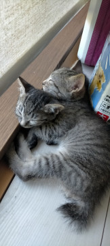 サバトラ(?)柄の保護猫です