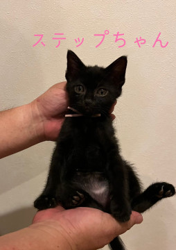 可愛いゴロゴロちゃん♪