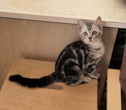 アメショーmixの美猫