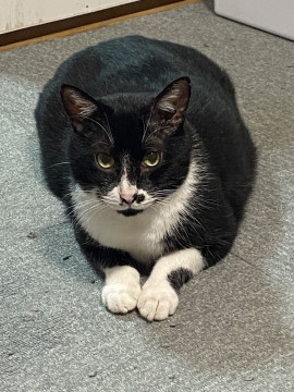 甘えん坊の白黒はちわれ君