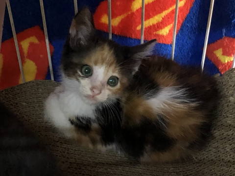 おちゃめな子猫