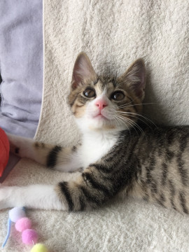 お膝猫のストーカー女子 ❤️ アカネ
