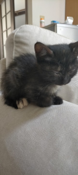黒の保護猫
