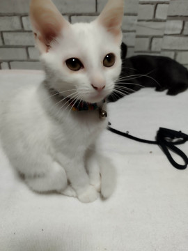 大人しい白猫 ゆきちゃん
