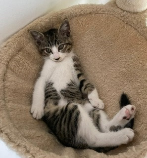 甘えん坊な妹猫です