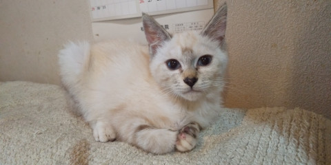 薄ブルーアイ♡シャム系ちゃん