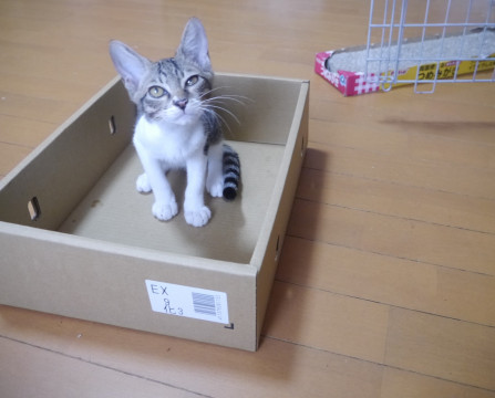 白キジもようの男の子