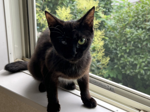 小柄な黒猫ちゃん