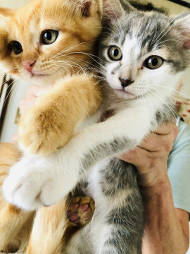 3ヶ月になる子猫