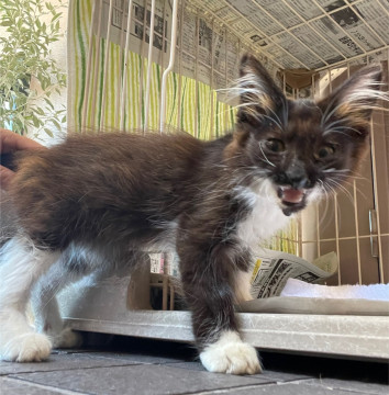 長毛でパピヨン風✨ゴージャスな子猫♀