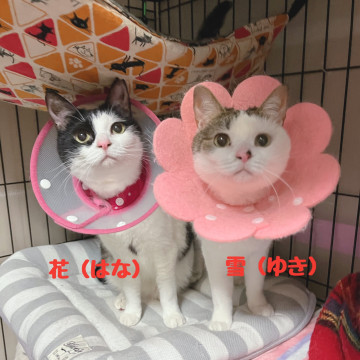 2匹一緒に❤️甘えん坊姉妹の雪と花
