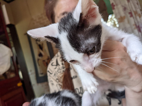 おとなしい白黒猫