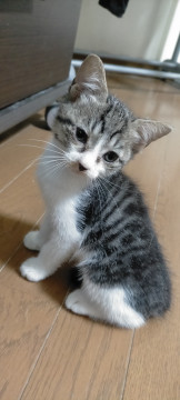 かわいいシロクロ子猫