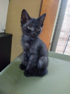 多頭飼育崩壊からの保護猫です。