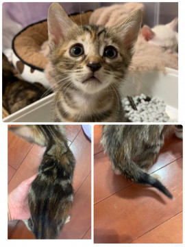 人慣れバッチリ