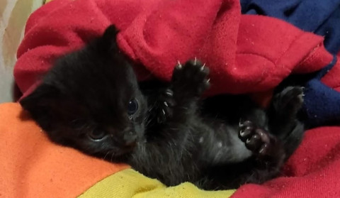 真っ黒な仔猫