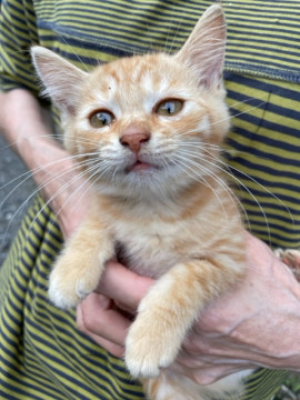 宮城県北部より猫の里親を募集します