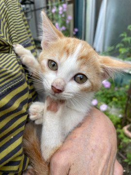 宮城県北部より猫の里親を募集します
