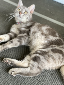 飼育放棄されたアメショー君
