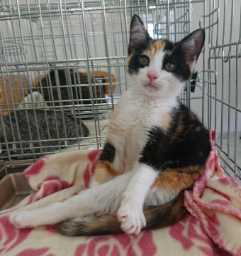 控え目な甘えん坊の三毛猫♀