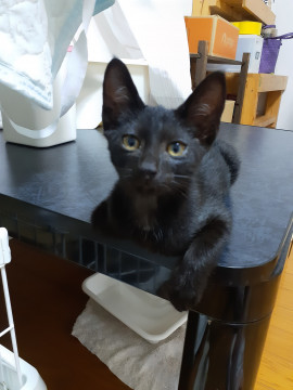 ❤とっても甘えん坊な黒猫くん❤