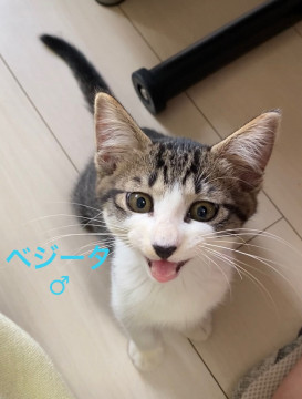 【約3ヶ月】②キジ白♂好奇心旺盛甘えん