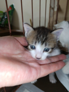 生後3週間キジ白の子猫ちゃん