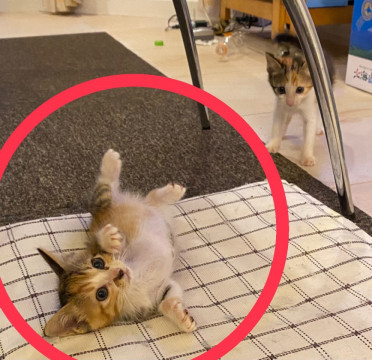 シマ三毛はなみちゃん。姉妹一緒に。