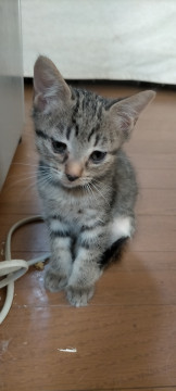 かわいいサバトラ(?)の子猫
