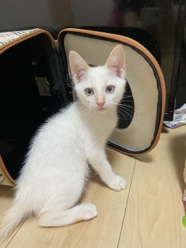 子猫ちゃん2匹里親募集‼️