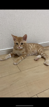 茶トラちゃんの里親募集‼️