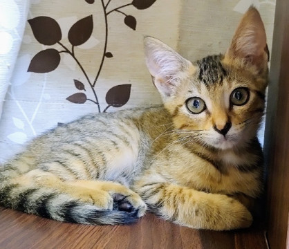 お転婆ミモザちゃん、家族募集中