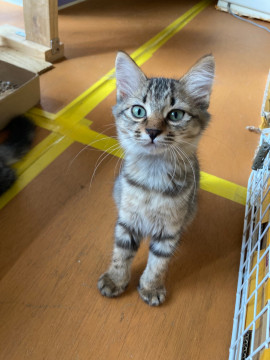 アメショータイプのイケメン君