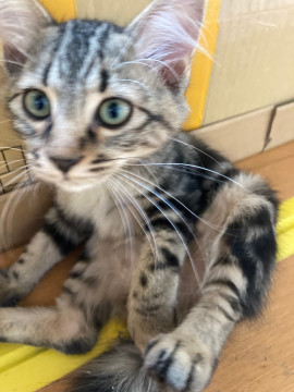 アメショータイプの可愛い姫
