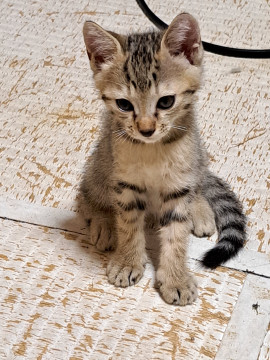 キジトラこねこ