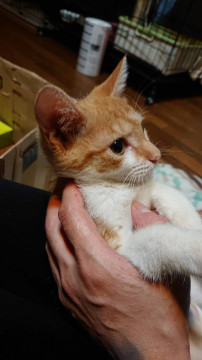 小柄な茶白女子ゆらり