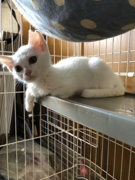 ちょっと人見知り「ハニーちゃん」
