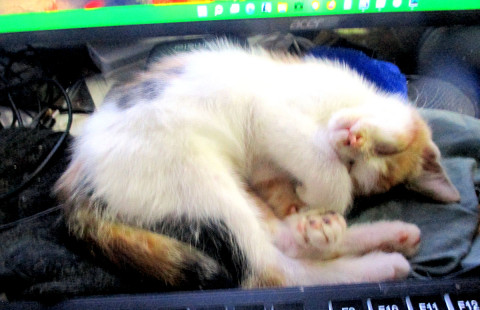 三毛猫~断捨離中~（感謝） sddefault.jpg
