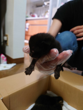 黒猫赤ちゃん