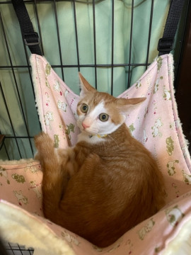 猫界のジャニーズ☆茶白の潤くん