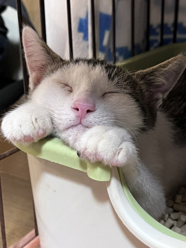 可愛いキジシロ仔猫ちゃん