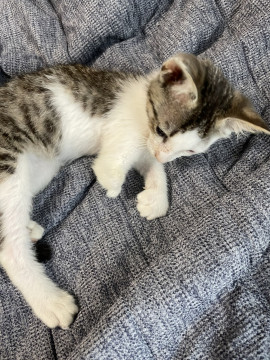 右腕のない子猫