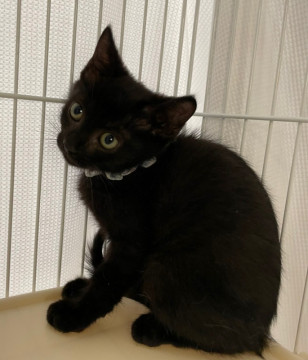 かわいい黒猫♂約3ヶ月