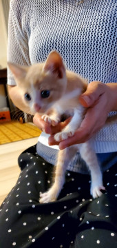 クリーム色×白、男の子