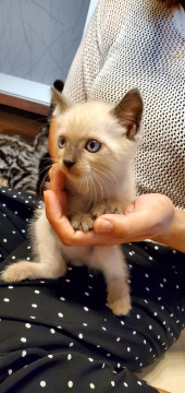 シャム系、男の子