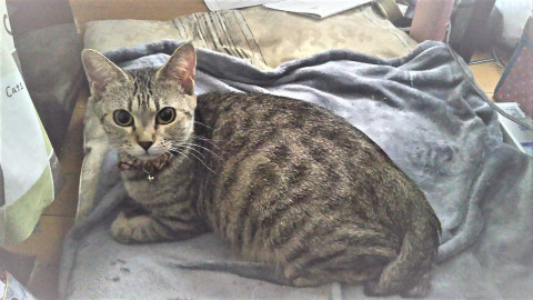 ナツ・ウリの母猫♡1歳過ぎ