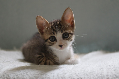 1.5ヶ月 キジシロ 子猫