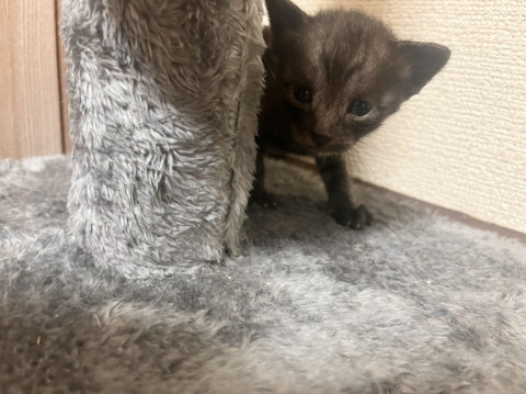 可愛い黒子猫ちゃん